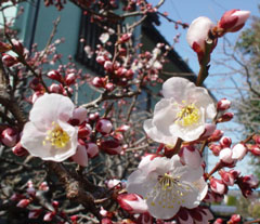 梅の花