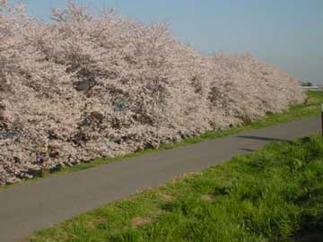 地を這う桜