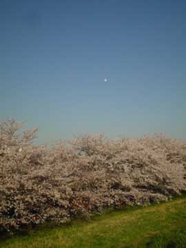 月と桜