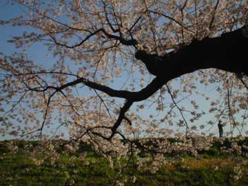 延びる桜