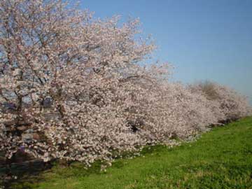 波うつ桜