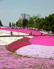 芝桜