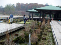 雅の池